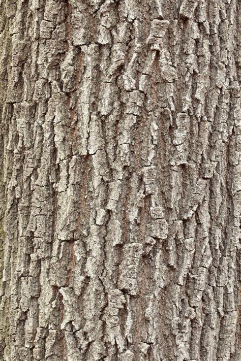 44,277 Oak Tree Bark Photos - Free & Royalty-Free Stock Photos from ...