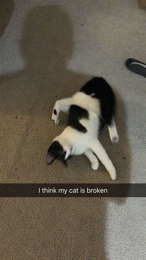 Cat Exe Has Stopped Working R Totallynotrobots