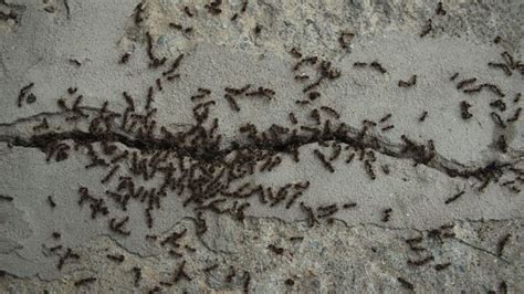 selamat tinggal semut tips membasmi semut  rumah  bahan alami