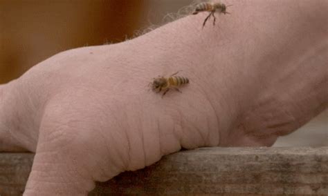 Bee Sting Venom Album On Imgur