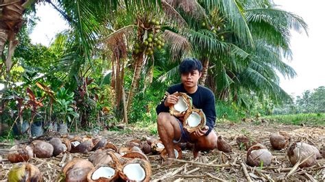 How To Harvest Coconut Vlog Youtube