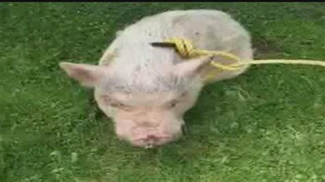 Pulaski Township Police Find Malnourished Pig Youtube