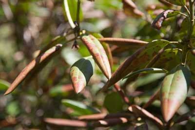 Rhododendron diseases & pests - SOUTHEASTERN CHAPTER AMERICAN RHODODENDRON SOCIETY