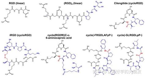 一文了解rgd环肽 知乎