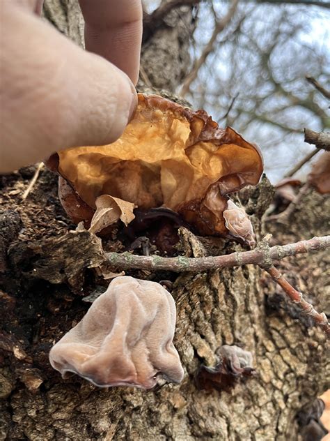 Wood ear? : r/mycology