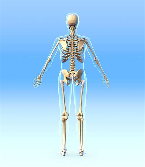 Female Skeleton, Artwork Photograph by Roger Harris - Pixels