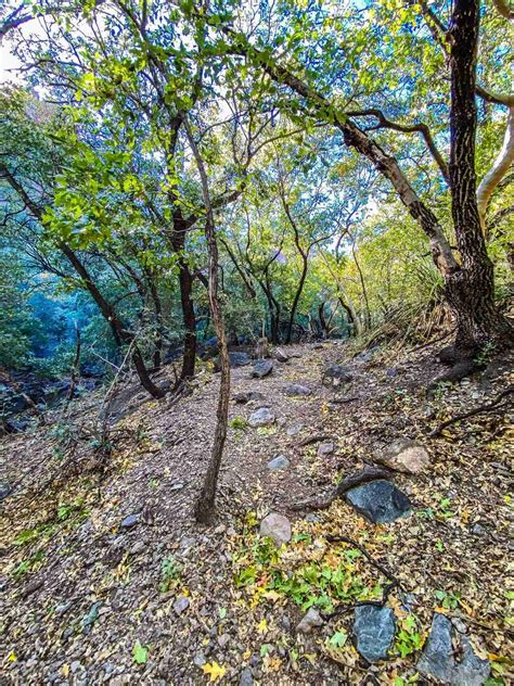 Big Bend Guide Pine Canyon Trail