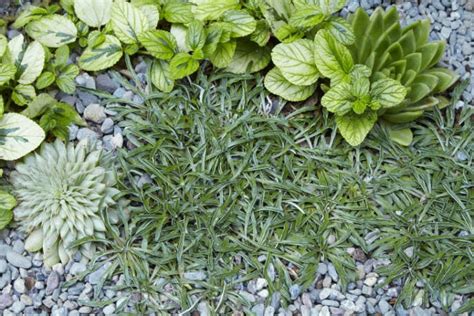 Landscape Designer Visit At Home With Flora Grubb In Berkeley Ca