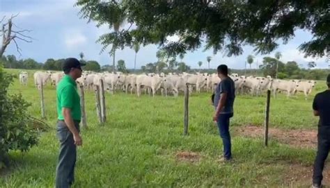 Gado roubado no Paraguai é recuperado no Brasil