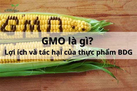 GMO là gì Lợi Ích Và Tác Hại Của Thực Phẩm Biến Đổi en GMO