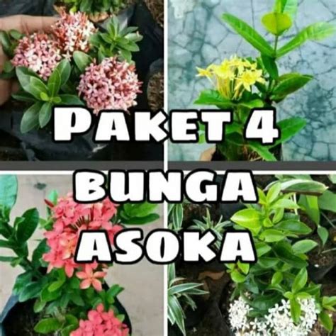 Jual Tanaman Hias Bunga Asokapaket Bunga Asoka Di Lapak Sentra Tani