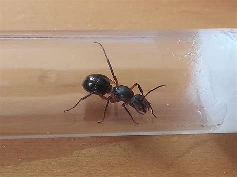 Can You Please Help Me Identify This Ant Qeen I Found It Today In Czech Republic My First Ant