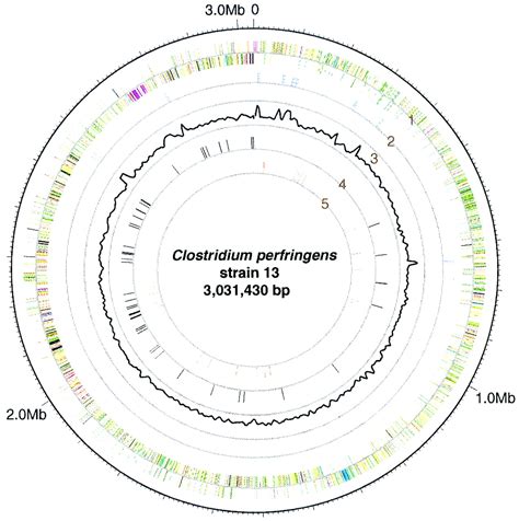 Complete Genome Sequence Of Clostridium Perfringens An Anaerobic Flesh