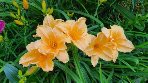 Daylily Hemerocallis Ruffled Apricot In The Daylilies Database