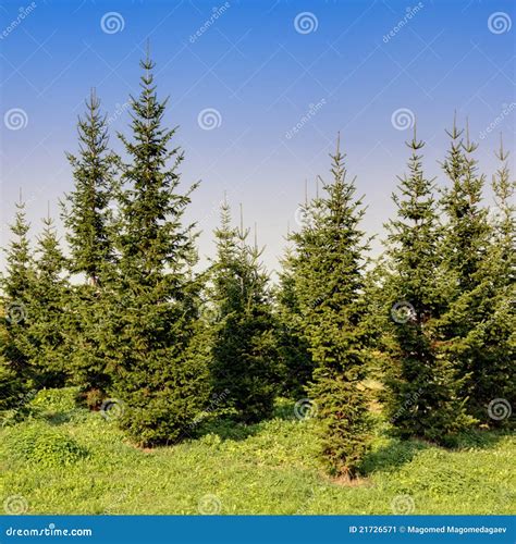 Fir Trees Stock Image - Image: 21726571