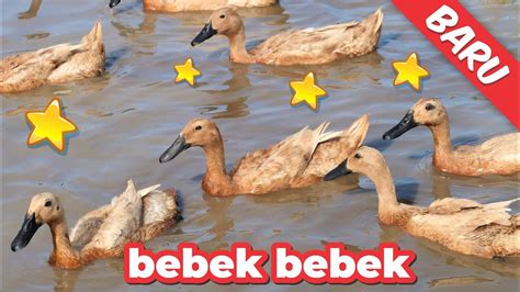 bebek berenang naik gunung bebek adus  duck swimming