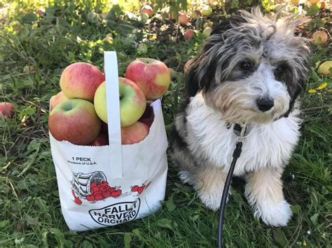 Fall Harvest Orchard - Minnesota Grown