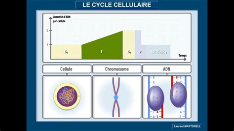 Tout Savoir Et Comprendre Sur Le Cycle Cellulaire YouTube