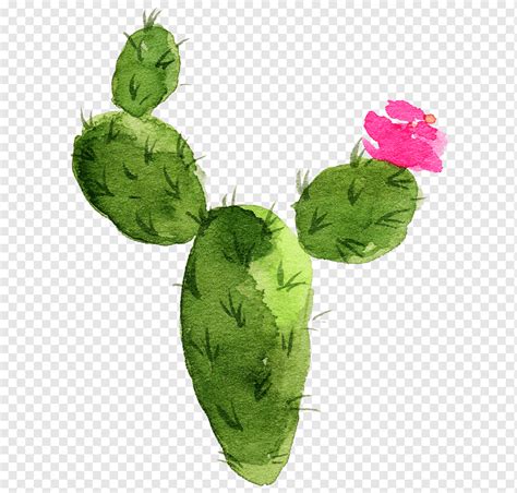 Green Cactus Plant Illustration Cactaceae Watercolor Painting