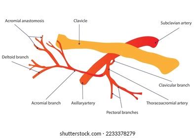 Thoracoacromial Artery Branches Stock Vector (Royalty Free) 2233378279 ...