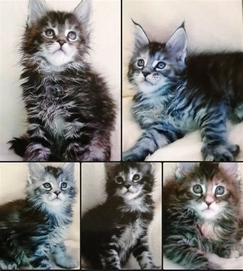 Продаются котята мейн кун, котята с документами, хороший подарок к ...