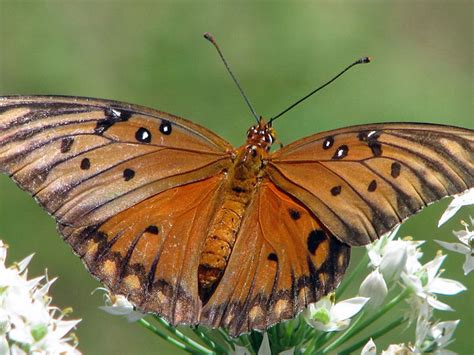 Spreading My Wings Photograph By Dottie Dees Fine Art America