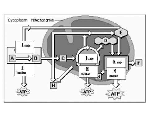 Overview Of Cellular Respiration — Printable Worksheet