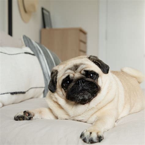 Are Pugs Related To Mastiffs