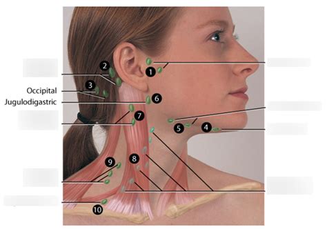 Head Neck Nose Mouth And Regional Lymphatics Diagram Quizlet