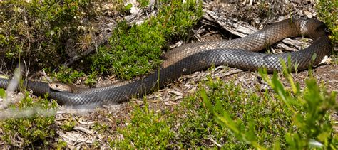 11 VENOMOUS Snakes Found in Western Australia (2025) - Bird Watching HQ