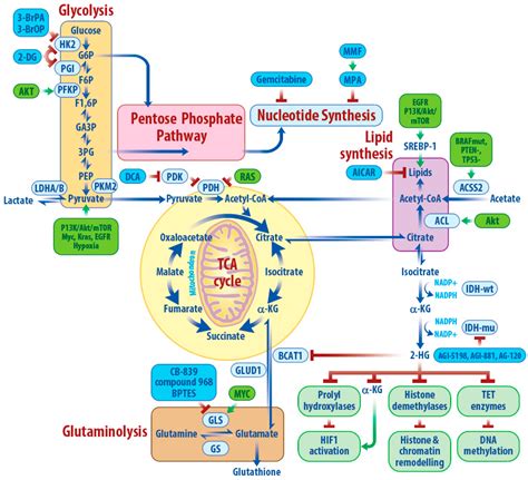 Cancers Free Full Text Metabolic Abnormalities In Glioblastoma And Metabolic Strategies To