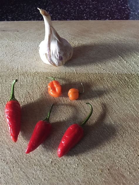 Chilli Sowing: The time is now | horticultural 'obbit