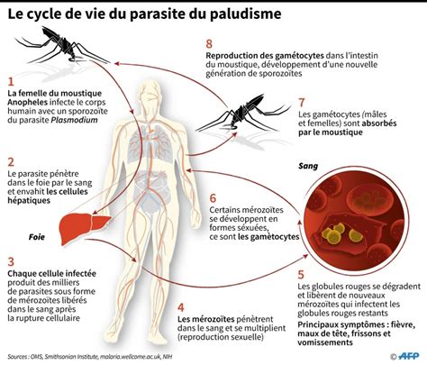 L Oms Appelle Investir Massivement Dans La Lutte Contre Le Paludisme