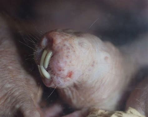 Naked Mole Rat Underground Digs With Its Incisor Teeth