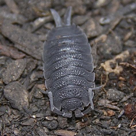 Long Tailed Scabby Subspecies Porcellio Scaber Lusitanus · Inaturalist