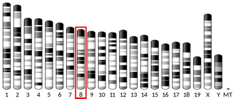 FTO gene - Wikipedia