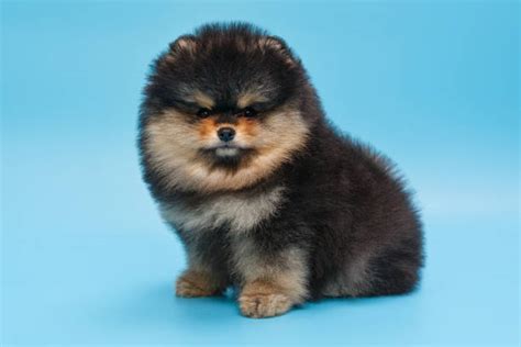3,300+ Black Pomeranian Dog Stock Photos, Pictures & Royalty-Free ...