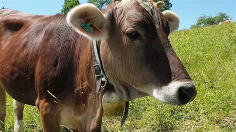 Bauernhoftiere F R Kinder Mit Naturger Uschen K He Schafe Pferde