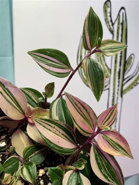 Rare Hard To Find Tradescantia Fluminensis Tricolor Etsy