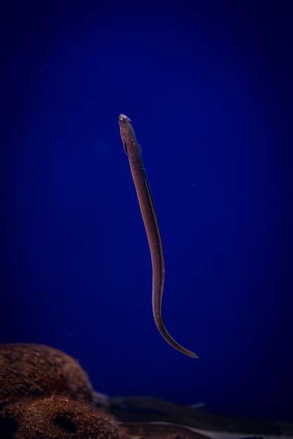 Premium Photo Fish Swimming In An Aquarium