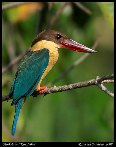 Stork-billed kingfisher