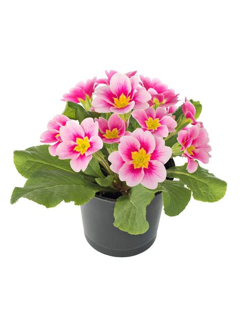 Купить Примула крупноцветковая "Партнер" Шарлотта F1 5 сем в Онсад.ру с ...