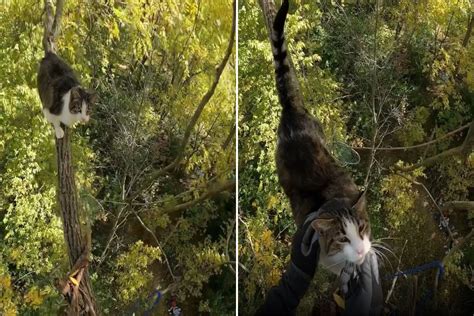 Man Shares Rescue of a 25lb 'Hunk' of a Cat Stuck Four Storys up a Tree ...