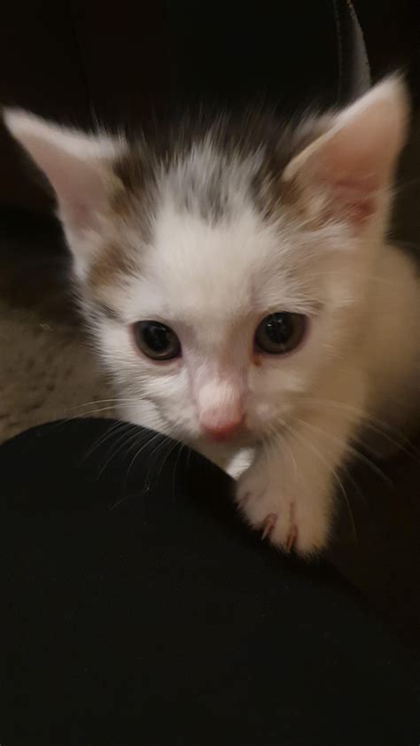 More no-kill shelters are opening to house more cats for adoption 6