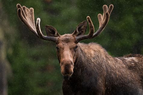 How Big Are Moose? The Largest Moose In Recorded History 