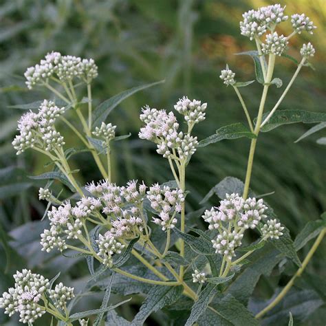 Eupatorium perfoliatum (NGN) - Natural Garden Natives