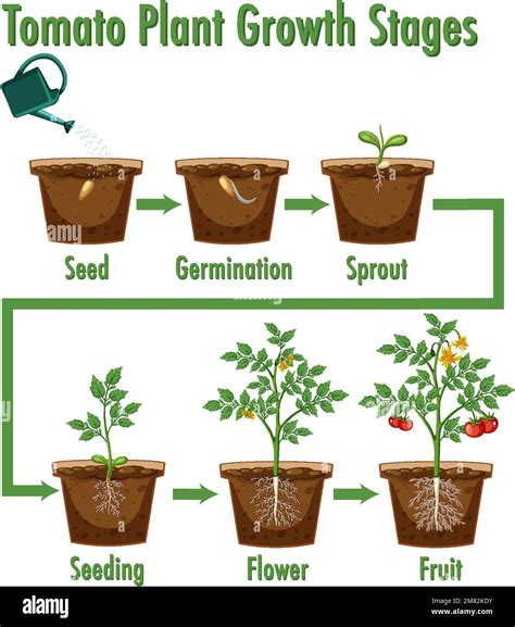 Tomato Plant Growth Stages Illustration Stock Vector Image Art Alamy