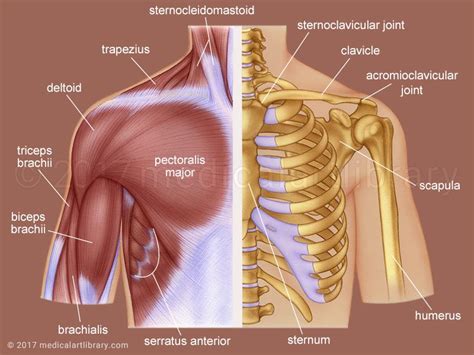 Shoulder Anatomy - Medical Art Library