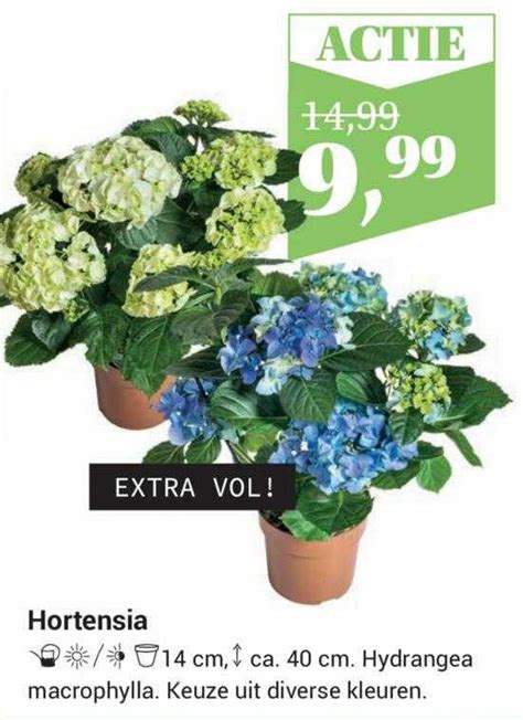 Hortensia Aanbieding Bij Life Garden Folders Nl