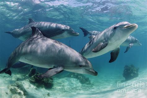 Group Of Bottlenose Dolphins Underwater Photograph Photograph by ...